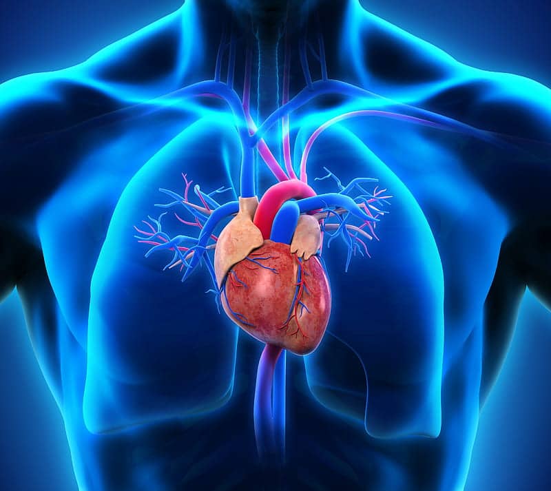 3D anatomical representation of the heart - a detailed visual guide for education, revealing the intricate structures and components of the human heart in three dimensions.